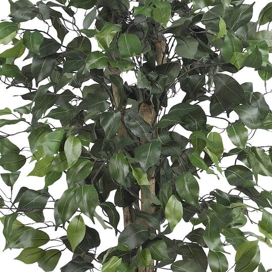 4ft. Potted Ficus Tree